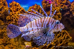 Rotfeuerfisch